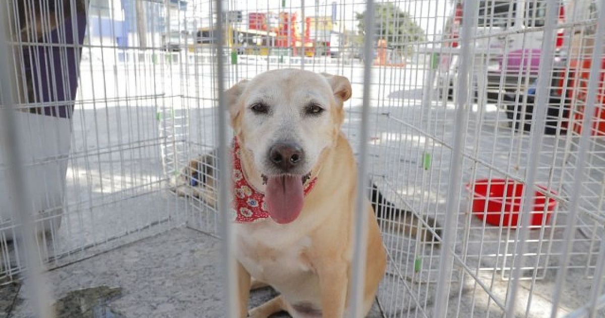 Confira as feiras de adoção de pets em Alphaville neste fim de semana