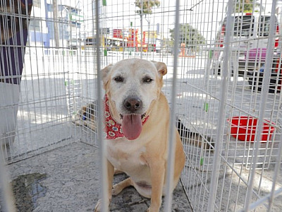 Confira as feiras de adoção de pets em Alphaville neste fim de semana