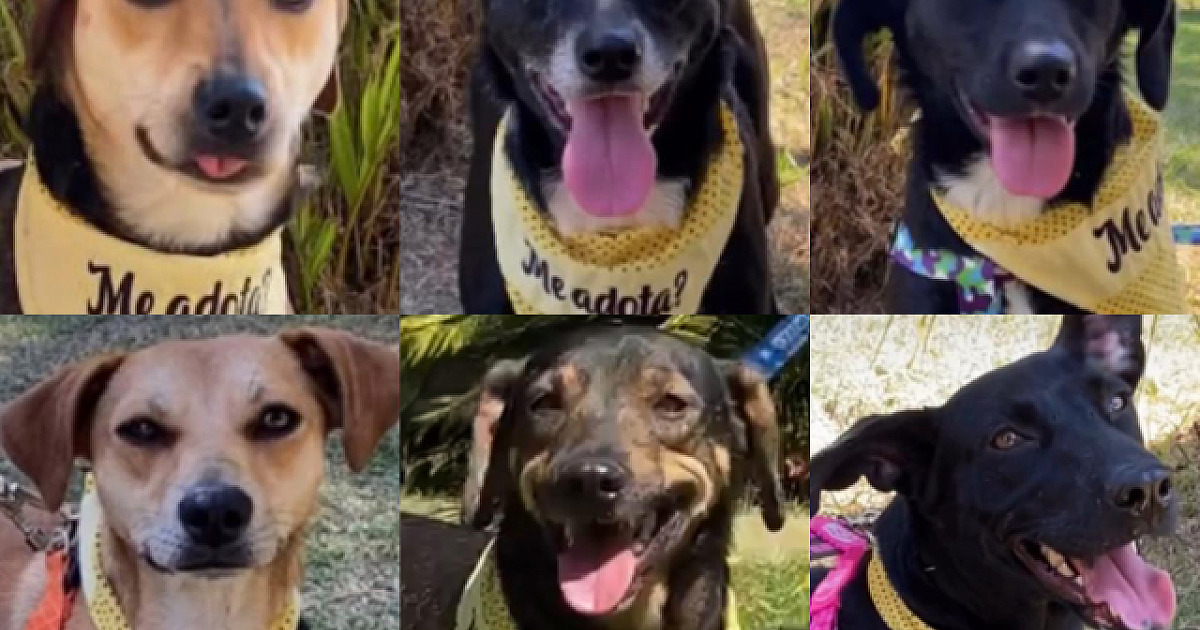 Alpha Square Mall receberá feira de adoção pet neste sábado (26)