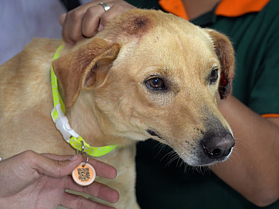 Santana de Parnaíba aprova lei que cria canal para denunciar maus-tratos contra animais