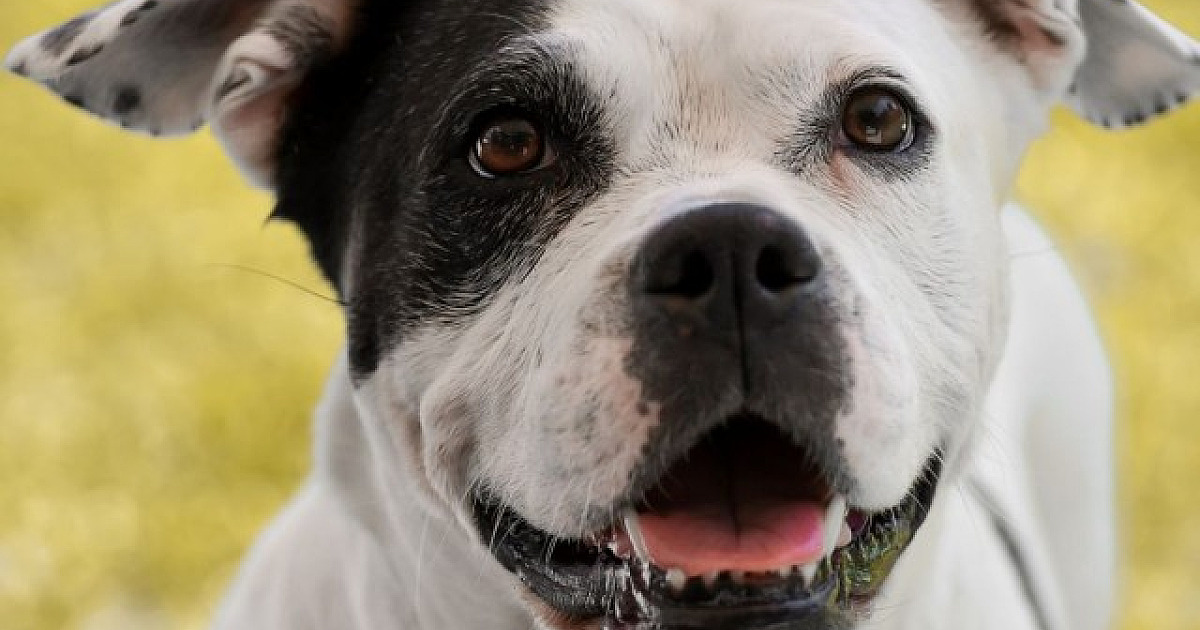 Alphaville recebe feiras de adoção de pets neste fim de semana