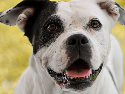 Alphaville recebe feiras de adoção de pets neste fim de semana