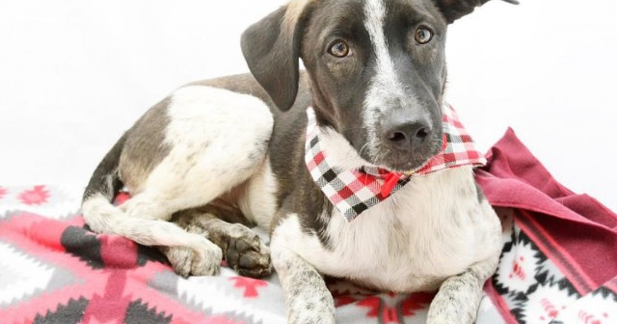 ONGs da região relatam aumento de animais abandonados em 2022