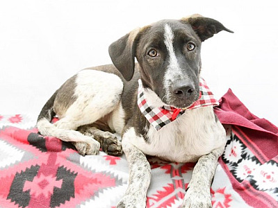 ONGs da região relatam aumento de animais abandonados em 2022