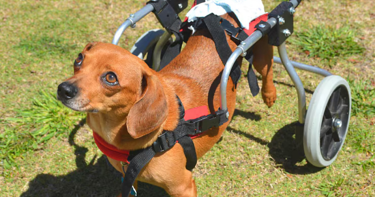 Pesquisa feita com cães dá esperança para quem perdeu movimentos