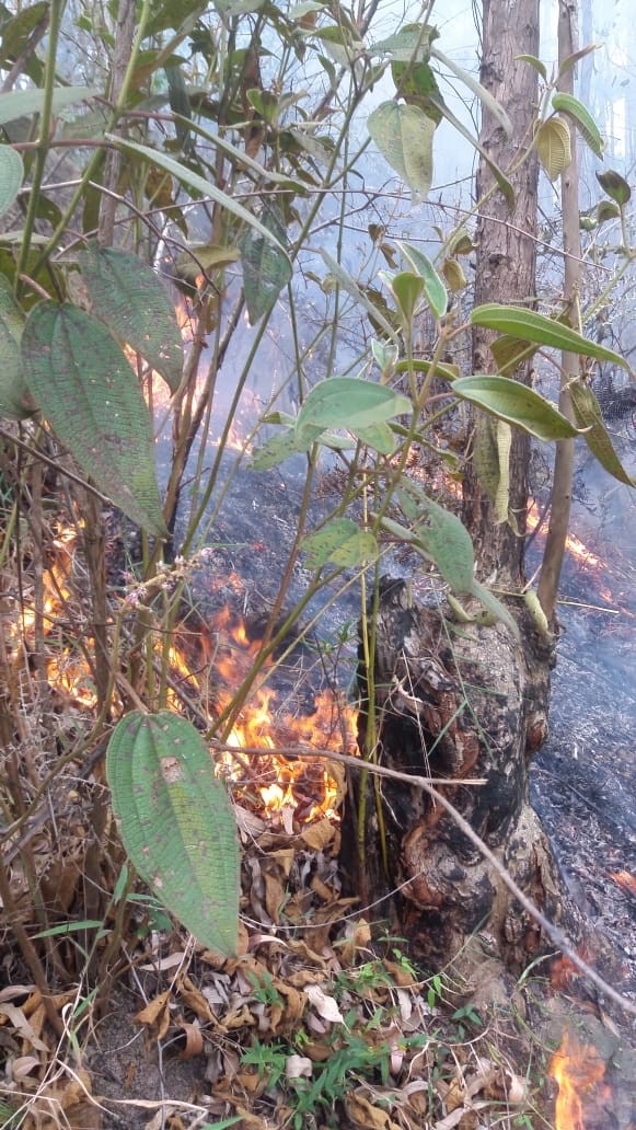 Novo incêndio atinge Reserva Tamboré