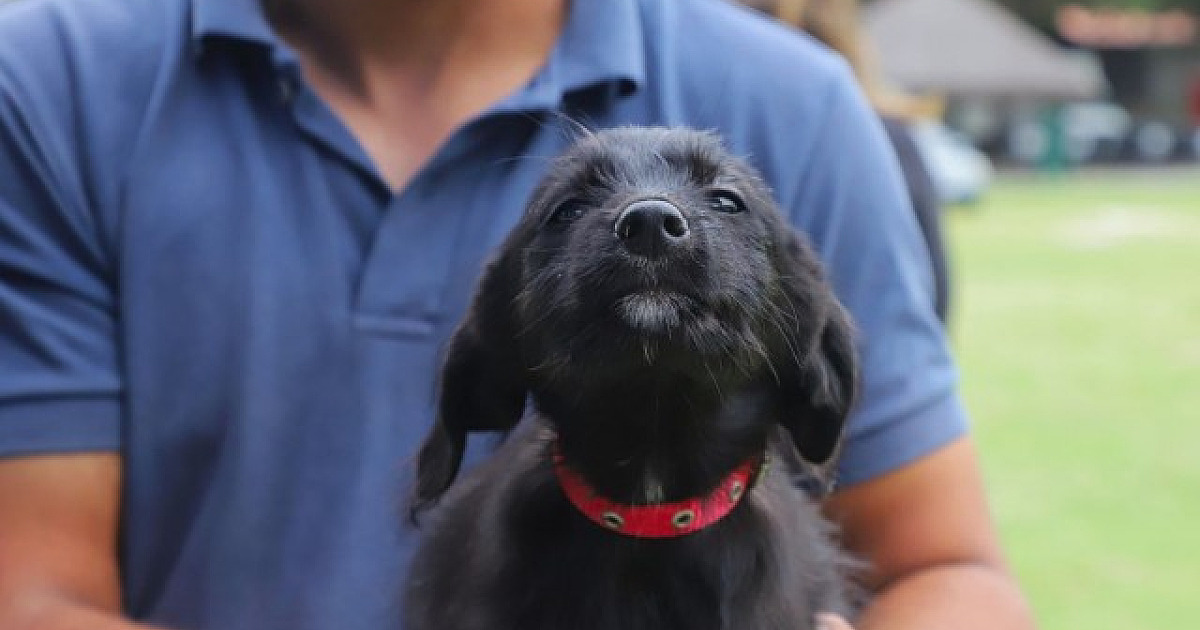 Shopping Flamingo recebe feira de adoção de animais neste sábado (13)