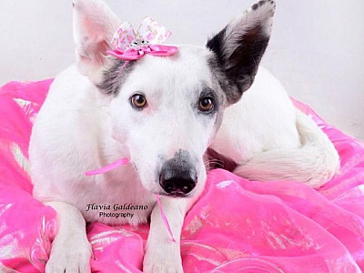 SOS Pet Alpha realiza feira de adoção de animais no Shopping Tamboré