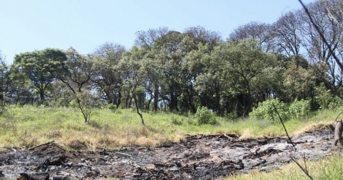 Em 2022, Barueri registrou oito focos de queimadas na cidade