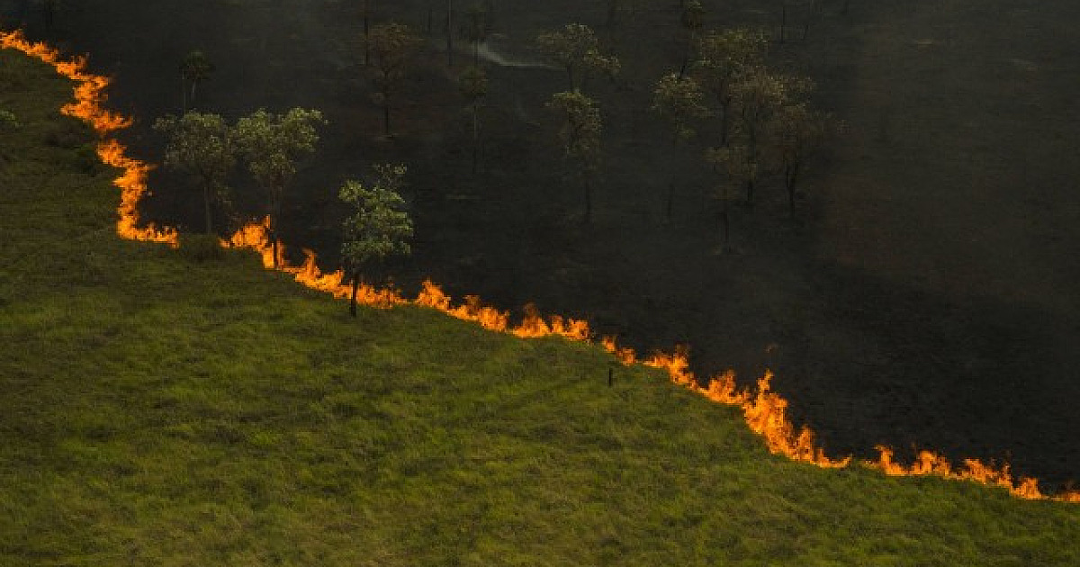 Enem 2020: 4 temas sobre meio ambiente que podem cair na redação