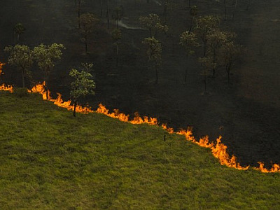 Enem 2020: 4 temas sobre meio ambiente que podem cair na redação