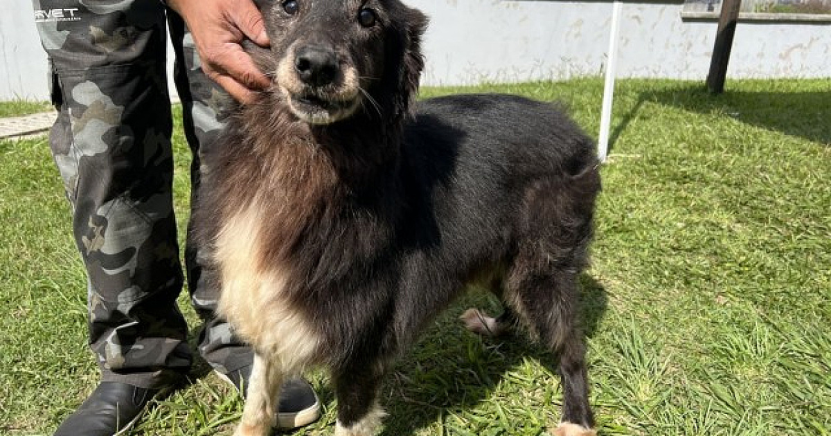 Alphaville terá quatro feiras de adoção de animais em dezembro