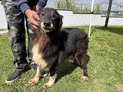 Alphaville terá quatro feiras de adoção de animais em dezembro