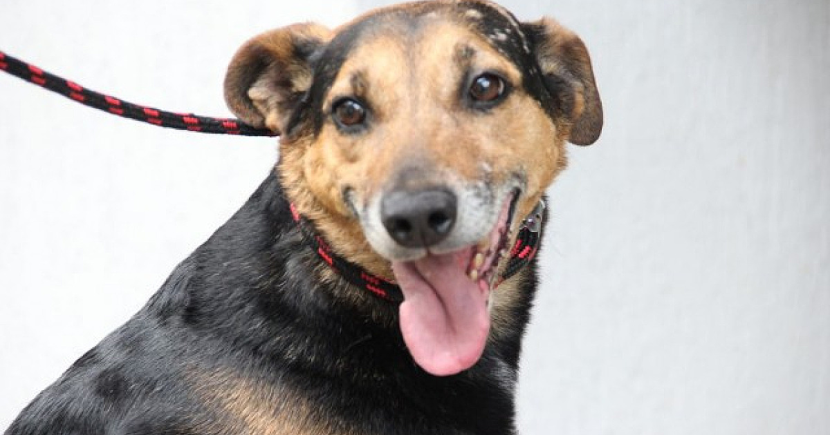 Cepad realiza feiras de adoção de pets em Alphaville durante o mês