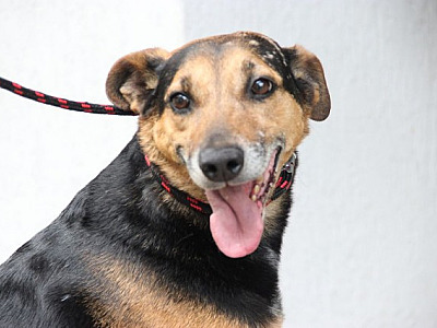 Cepad realiza feiras de adoção de pets em Alphaville durante o mês