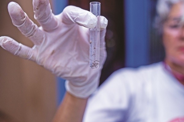 Para conter avanço da dengue, Barueri cria brigada contra Aedes aegypti