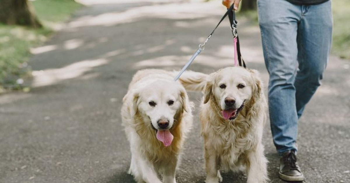 Primeira edição da cãominhada de Barueri acontecerá neste domingo (24)