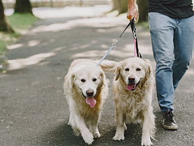 Primeira edição da cãominhada de Barueri acontecerá neste domingo (24)