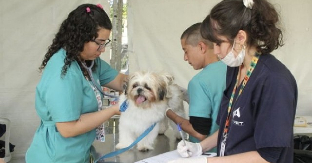 Barueri abre agendamento para castração de pets nesta quarta-feira (7)