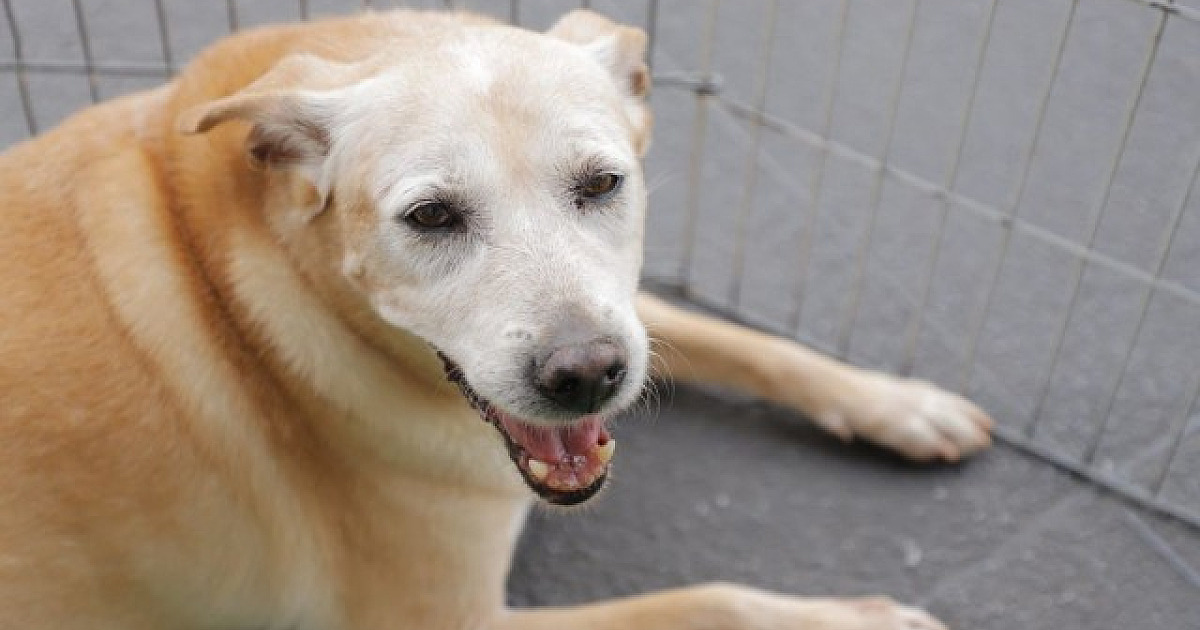 Alphaville recebe feira de adoção de pets nesta sexta-feira (28)