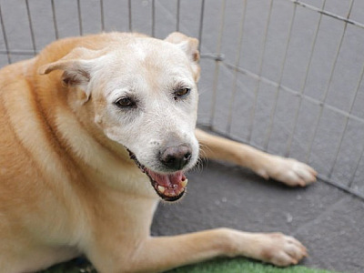 Alphaville recebe feira de adoção de pets nesta sexta-feira (28)