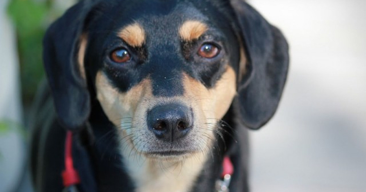 Feiras de adoção de animais acontecem neste fim de semana em Alphaville