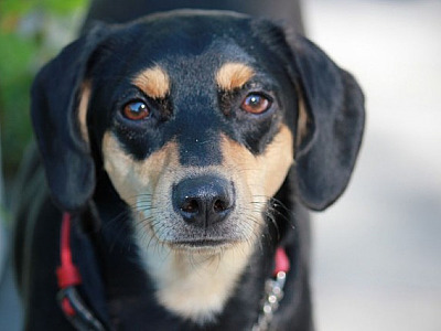 Feiras de adoção de animais acontecem neste fim de semana em Alphaville