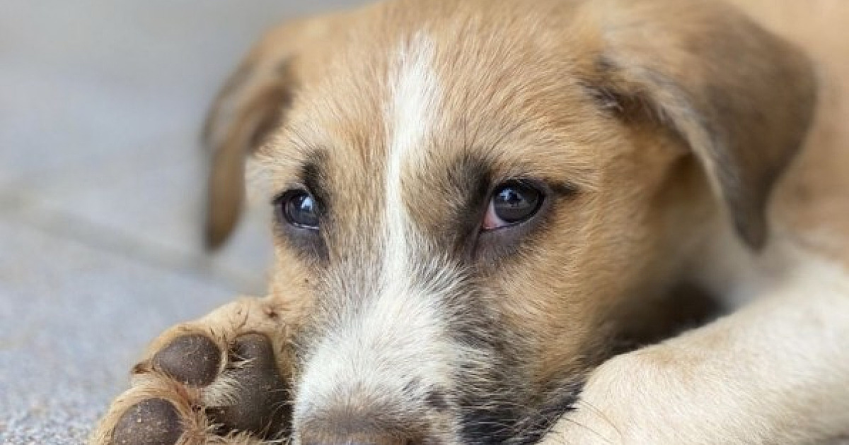 Iguatemi Alphaville recebe feira de adoção de pets neste sábado (24)