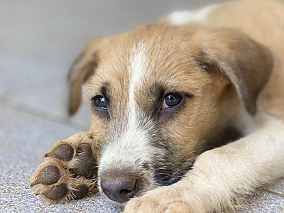 Iguatemi Alphaville recebe feira de adoção de pets neste sábado (24)