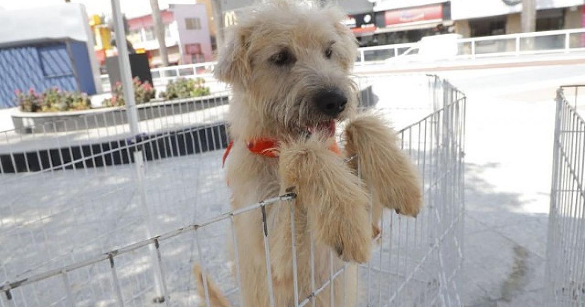 Praça Oiapoque e Shopping Flamingo recebem feira de adoção de pets