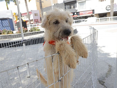 Praça Oiapoque e Shopping Flamingo recebem feira de adoção de pets