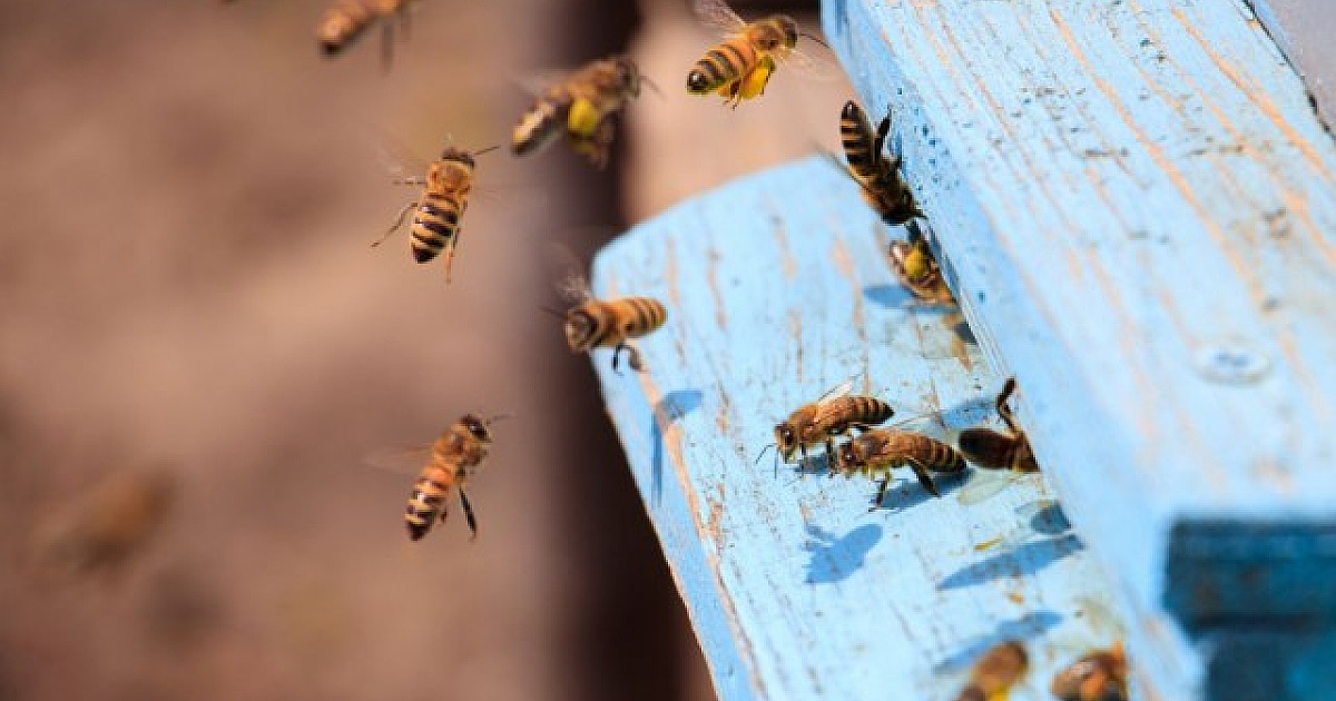 Barueri teve 19 casos de acidentes com abelhas em 2022