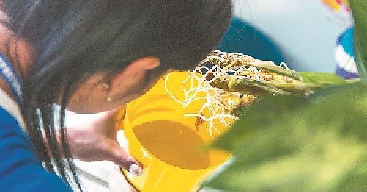 ‘Esquecida’, dengue pode ser mais perigosa do que a febre amarela