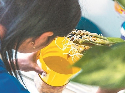 ‘Esquecida’, dengue pode ser mais perigosa do que a febre amarela