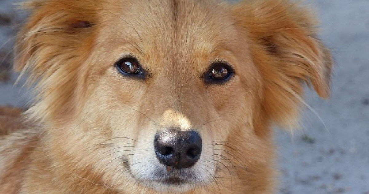 Alphaville receberá feiras de adoção de pets no sábado (26)