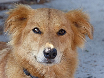 Alphaville receberá feiras de adoção de pets no sábado (26)