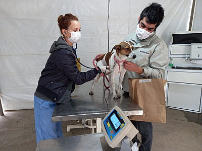 Barueri estuda aumentar vagas para castração gratuita de animais