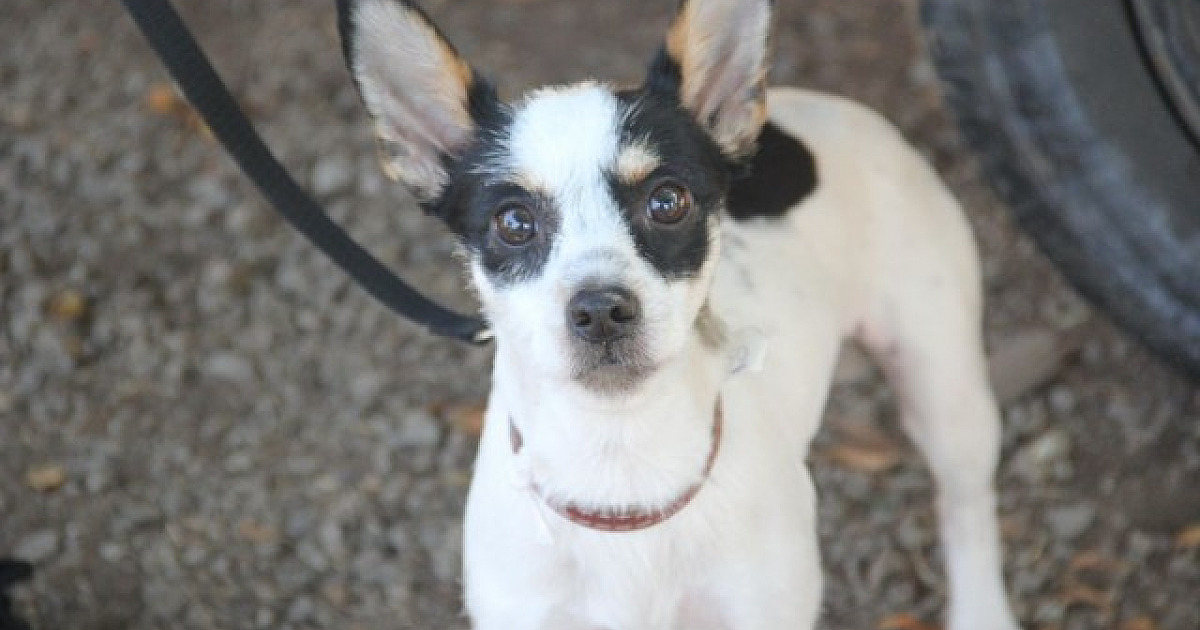 Alphaville recebe feiras de adoção de pets durante todo o mês de julho