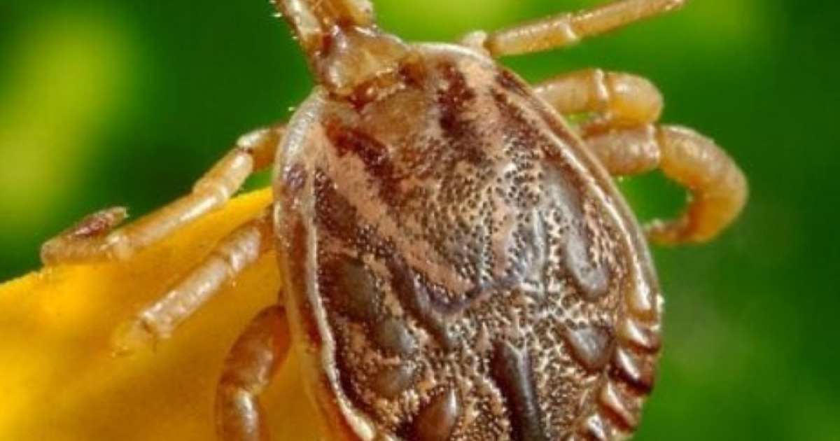 Mesmo sem casos de febre maculosa, Barueri reforça cuidados