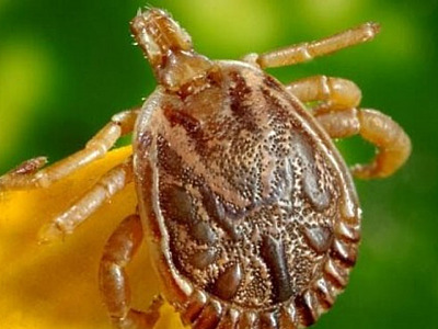 Mesmo sem casos de febre maculosa, Barueri reforça cuidados