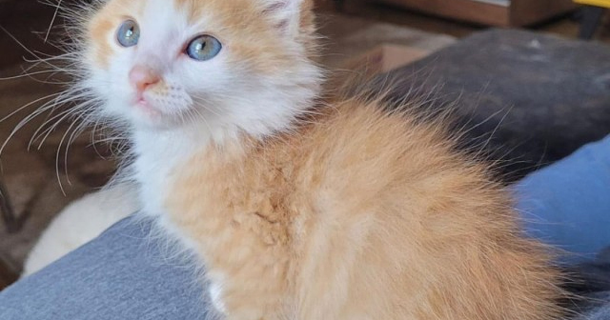 ONG de Alphaville faz rifa e pede doações para manter resgate e adoção de gatos