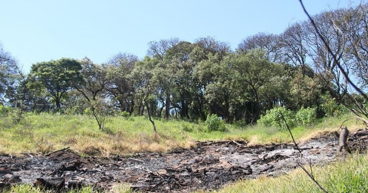 Com tempo seco, cidades têm aumento de incêndios florestais