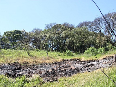 Com tempo seco, cidades têm aumento de incêndios florestais