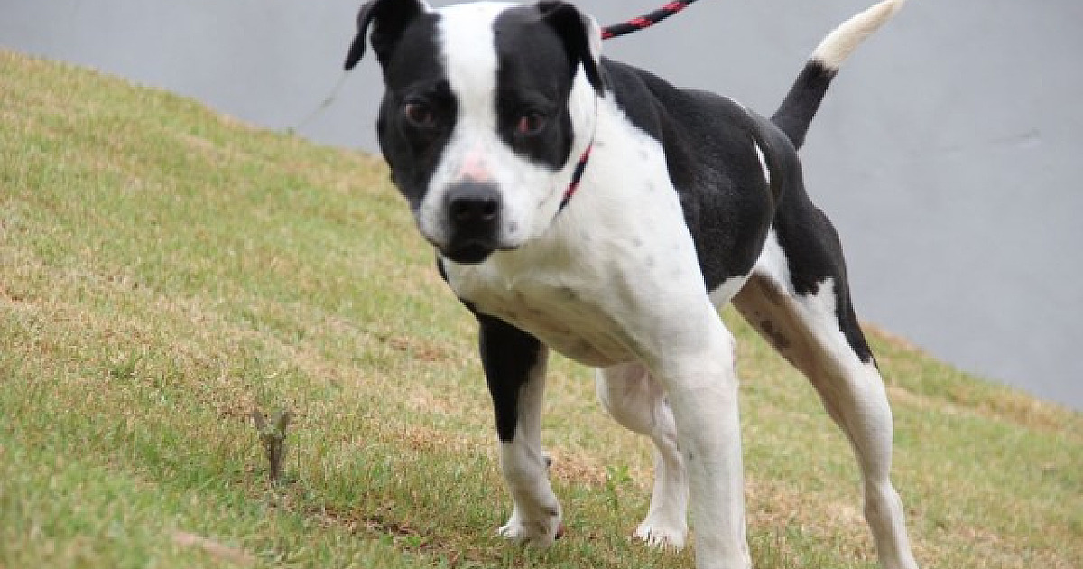 Feira de adoção de pets acontece nesta sexta-feira (5) na Sodimac Tamboré