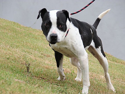 Feira de adoção de pets acontece nesta sexta-feira (5) na Sodimac Tamboré