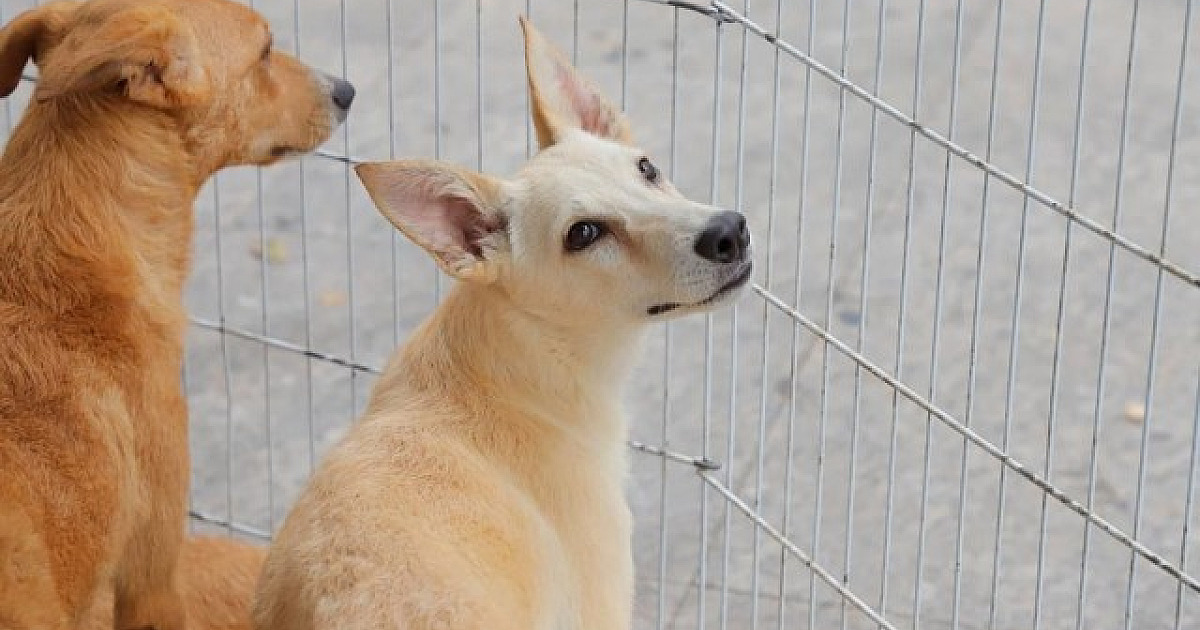 Confira as feiras de adoção de pets em Alphaville neste fim de semana