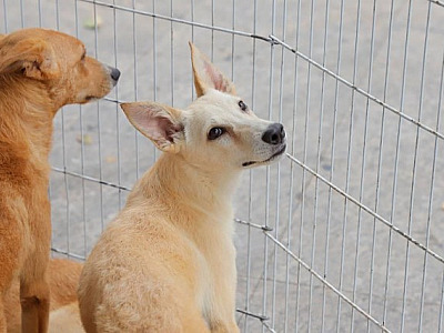 Confira as feiras de adoção de pets em Alphaville neste fim de semana