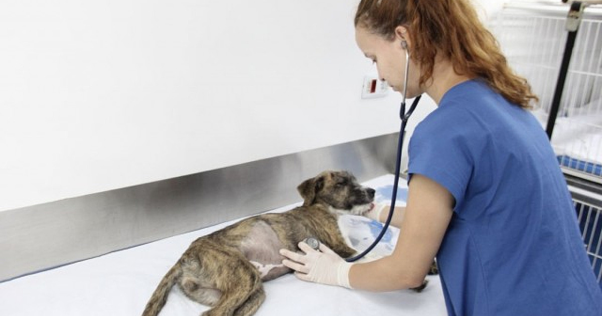 Barueri abre agendamento para castração de pets no dia 3 de julho