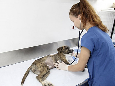 Barueri abre agendamento para castração de pets no dia 3 de julho