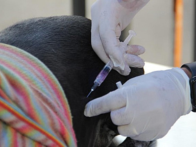 Agendamento para vacinação antirrábica em Barueri acontece até sexta-feira (27)